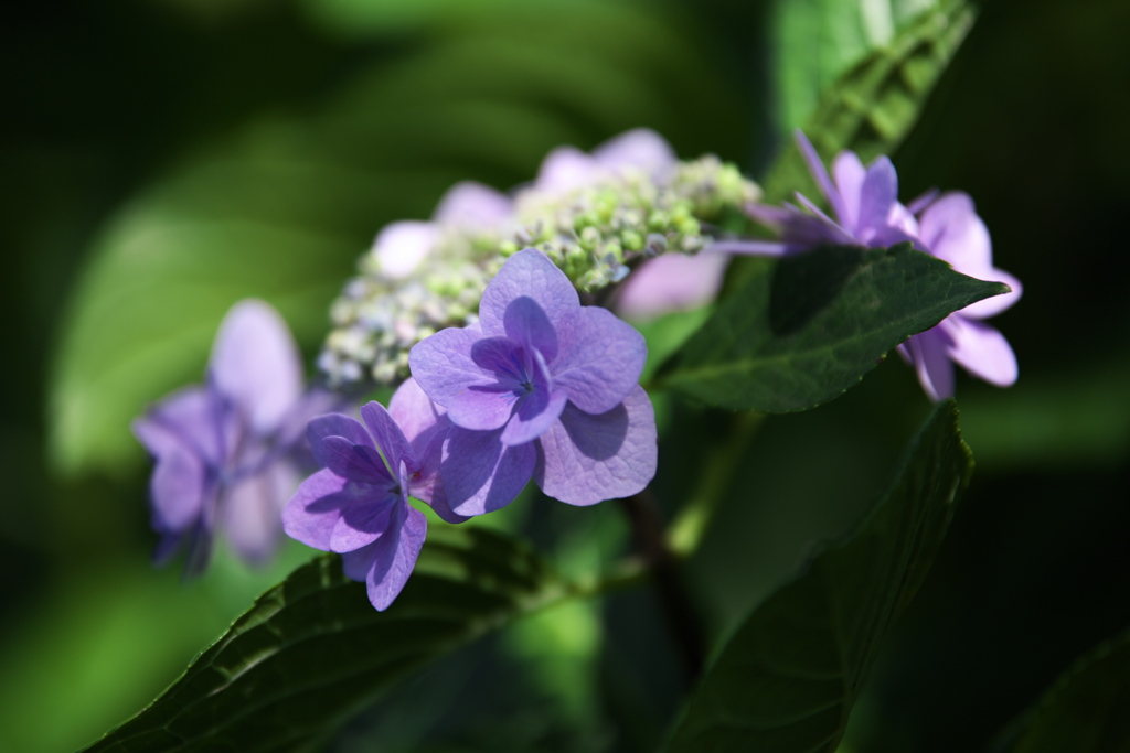 権現堂堤の紫陽花♪6