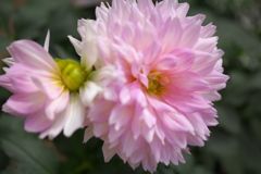 ダ・リ・ア ♪16