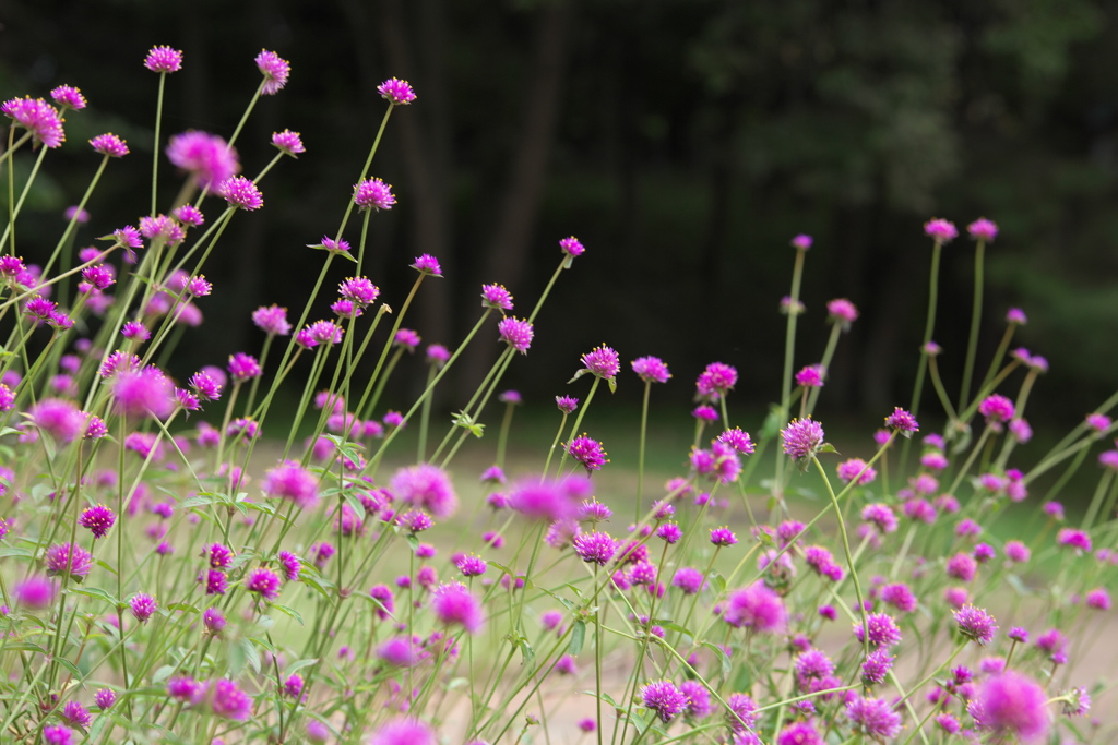 わんぱく公園の秋♪2