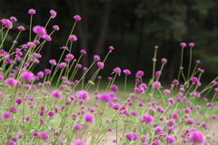 わんぱく公園の秋♪2