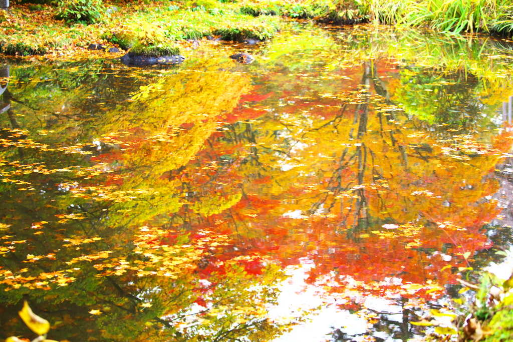 紅葉の頃・田母沢御用邸記念公園♪8