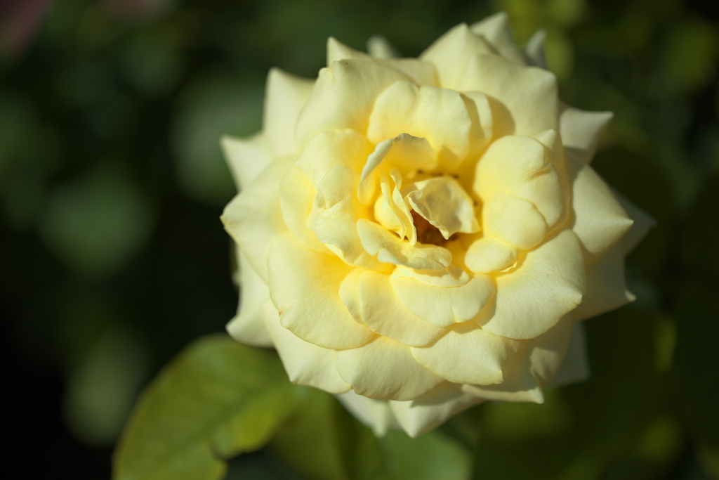 真夏のフラワーパーク♪11