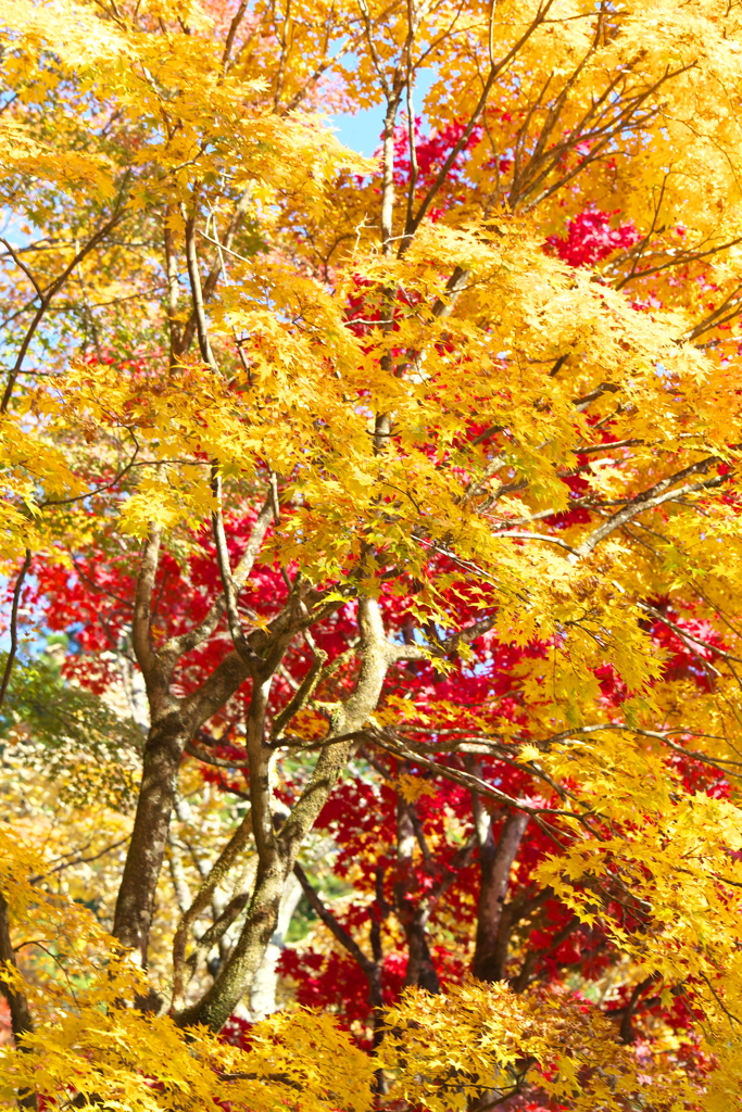 日光紅葉・東照宮付近♪4