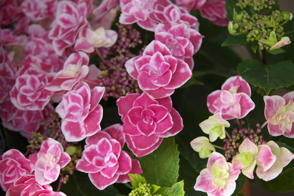 紫陽花の夢♪2