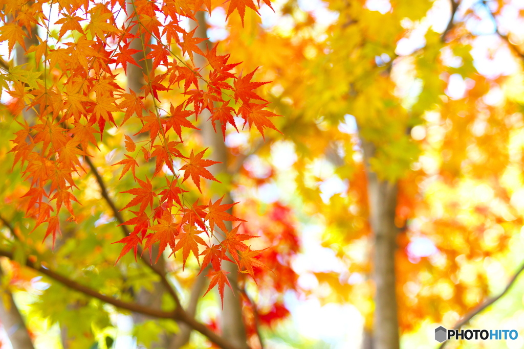 崇禅寺の秋Ⅲ