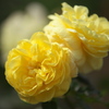 秋の薔薇♪9