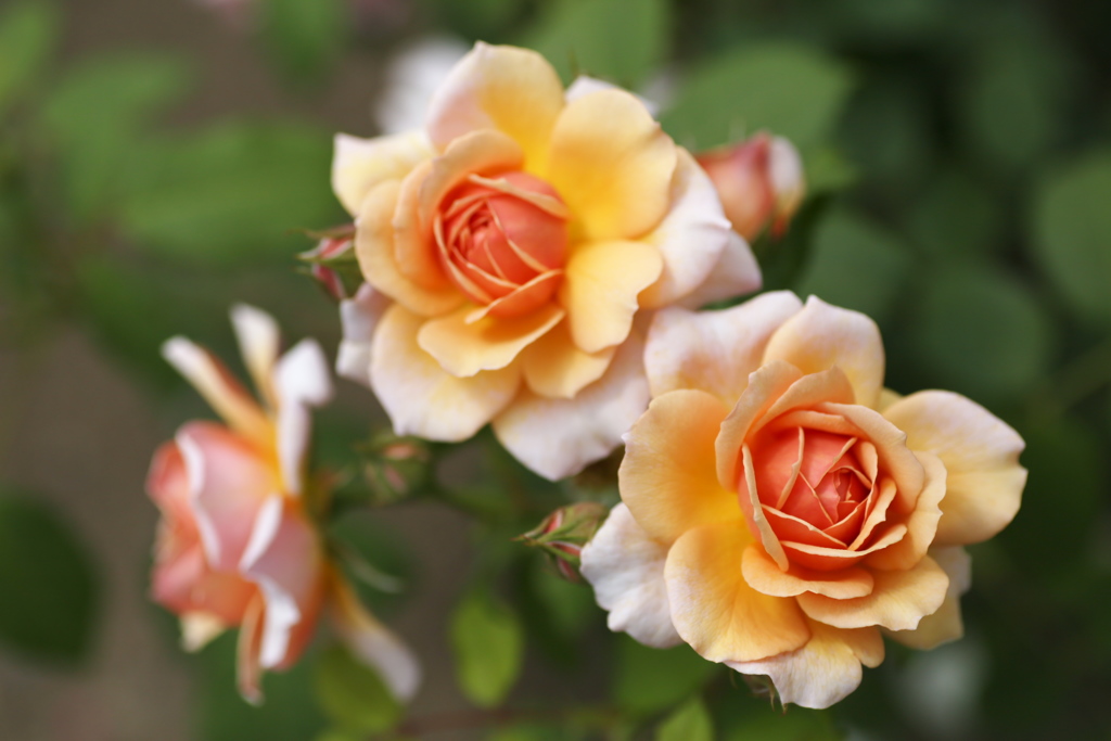 敷島公園の薔薇♪14