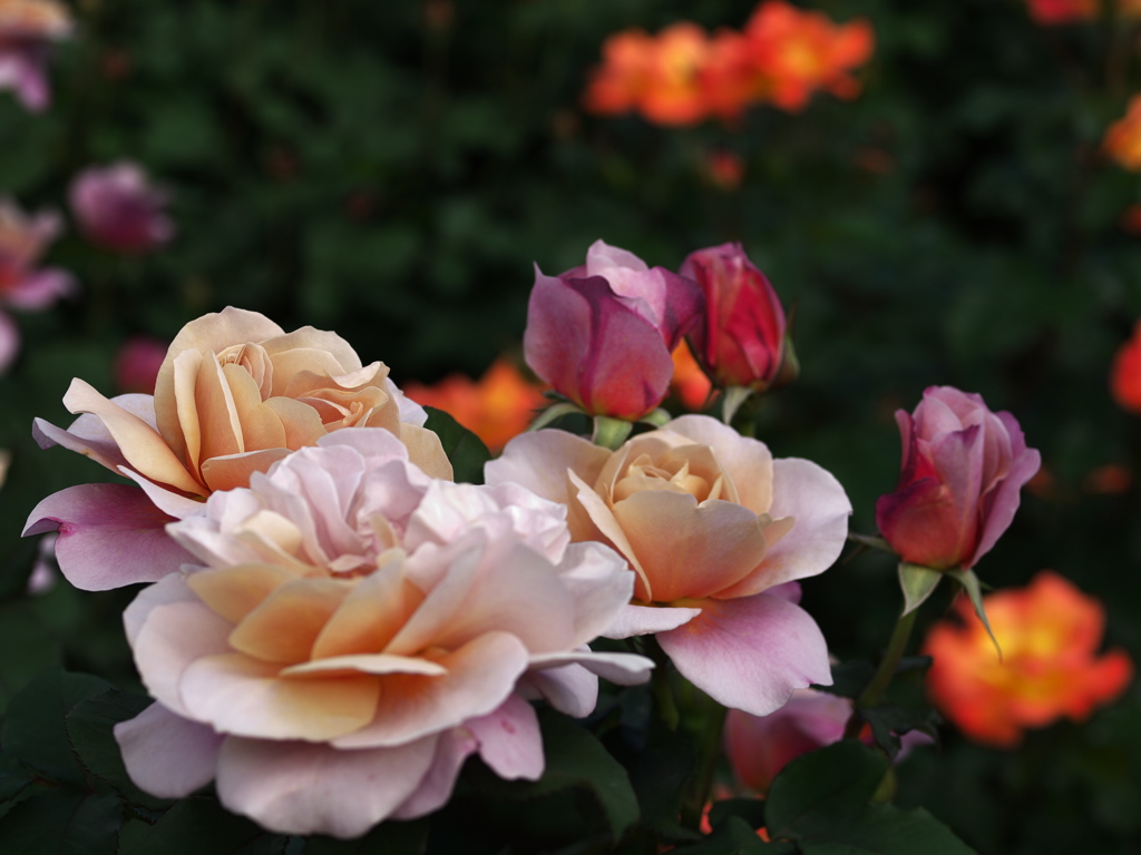 薔薇香る頃♪３