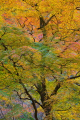 渓流沿いの華♪8