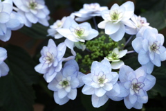 微笑みの紫陽花♪1