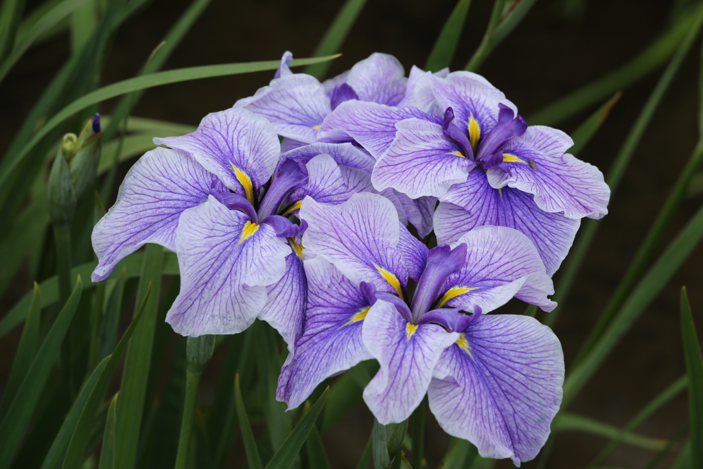 花菖蒲の彩り♪1
