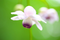 自然園の夏Ⅱ♪8