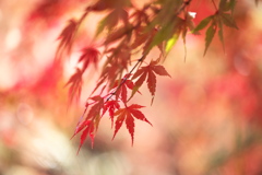 紅葉の頃・富弘美術館♪10