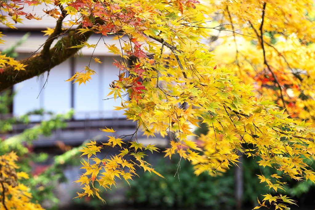 紅葉日光・逍遥園♪2