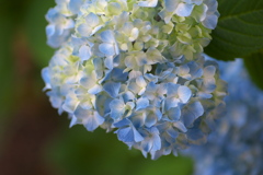 礒山神社の紫陽花♪16