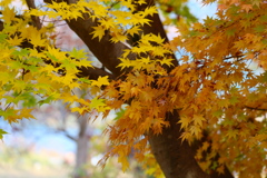 富弘美術館・紅葉♪２