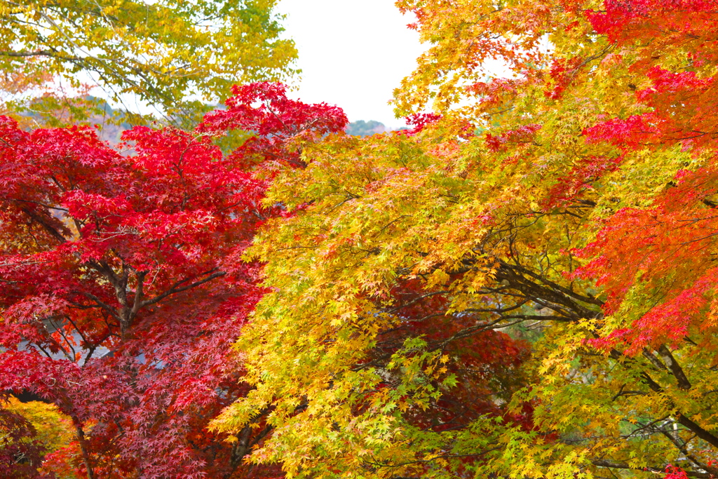 紅葉・古峰神社♪2