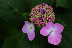 太平山の紫陽花♪13