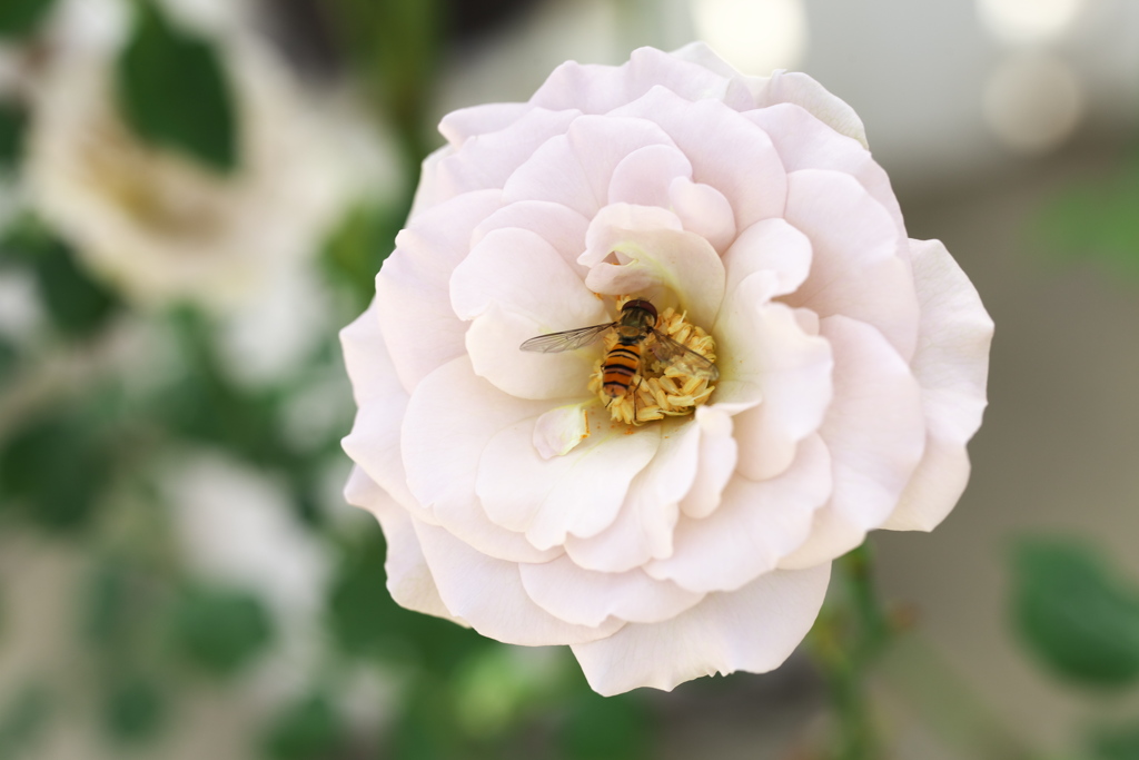 秋の薔薇・とちぎ花センター♪3