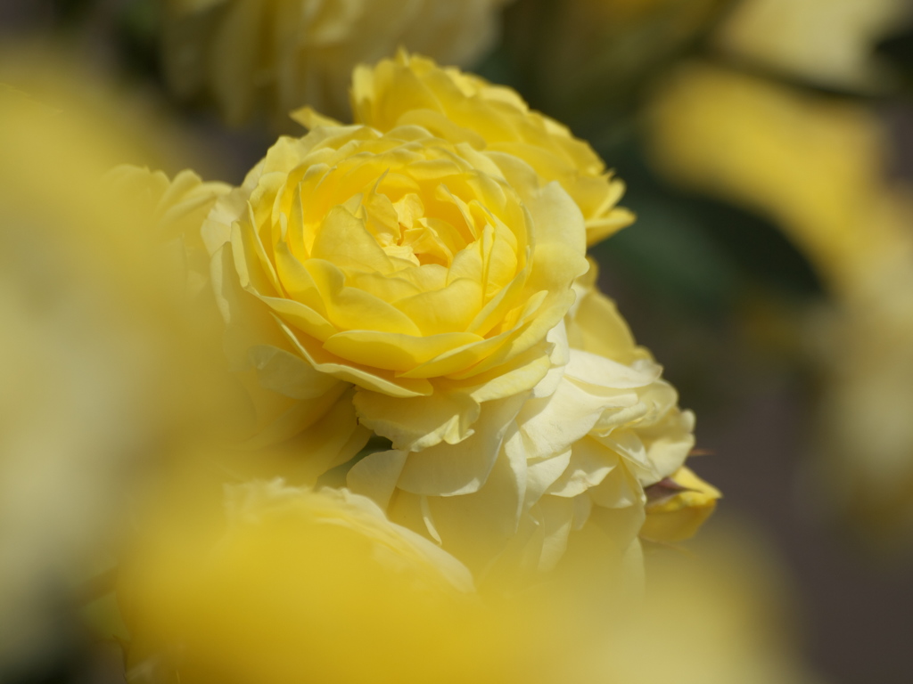 敷島公園の薔薇♪７