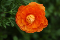 春を呼ぶ花たち♪2