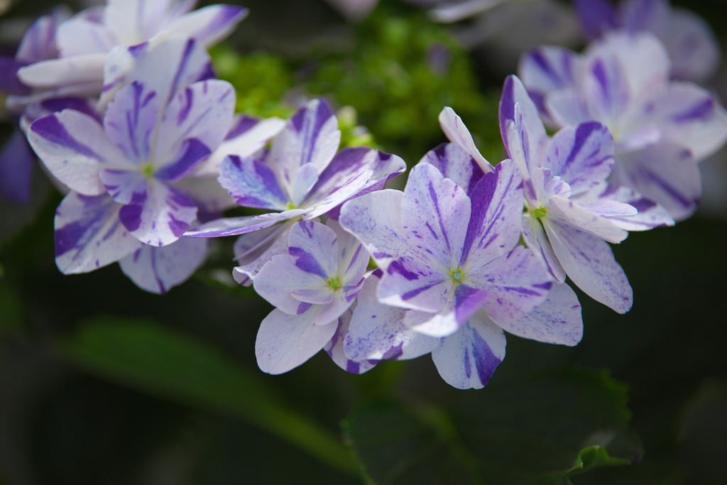 紫陽花の夢♪5