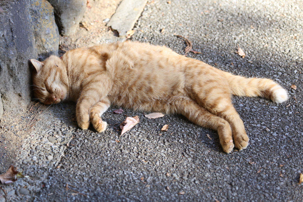 唐沢山の猫ちゃん♪３