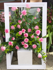微笑みの薔薇2021♪3