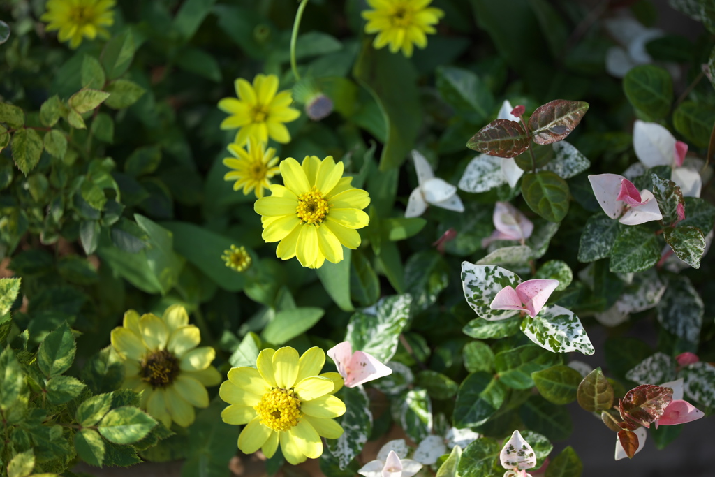 真夏のフラワーパーク♪16