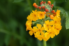 はないろ2019♪12