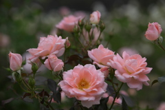 薔薇かおる頃Ⅱ♪2
