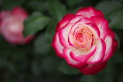 思い出の薔薇♪3