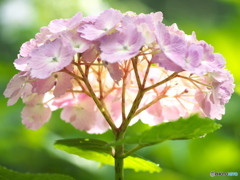 太平山の紫陽花♪９