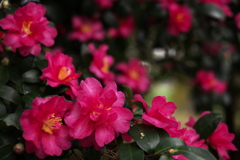 冬に元気・山茶花♪3