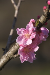桃の花