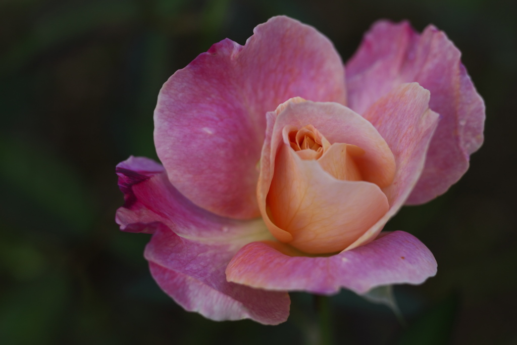 秋の薔薇・あしかがフラワーパーク♪6