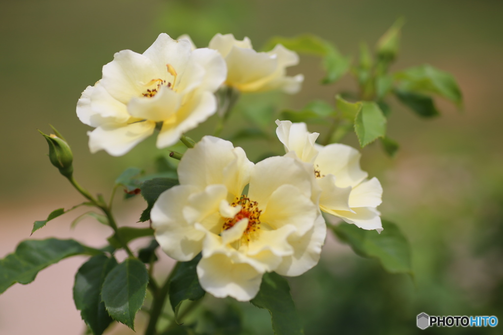 フラワーパークの夏♪10