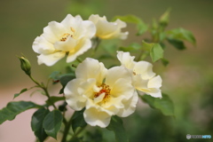 フラワーパークの夏♪10