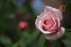 敷島公園の薔薇♪10
