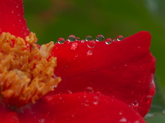 雨の日の薔薇♪5
