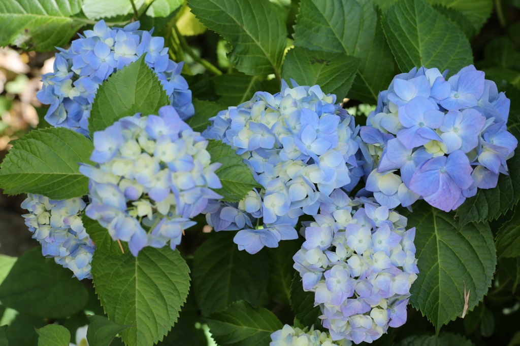 太平山の紫陽花♪１