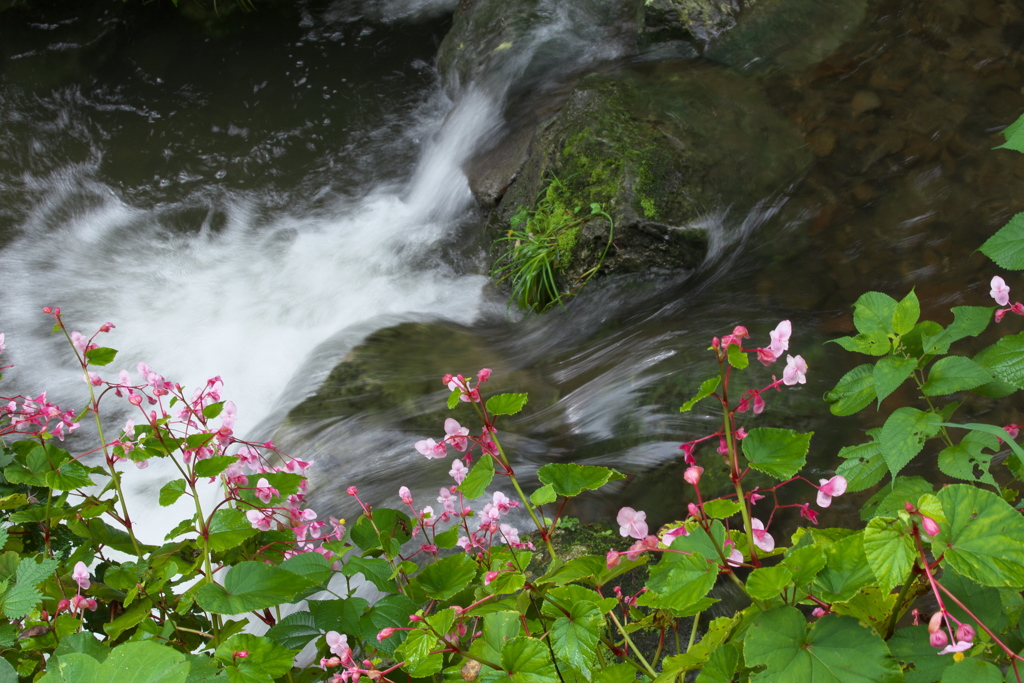 水辺の秋海棠♪４