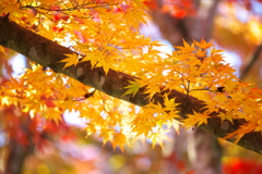 紅葉・日光の秋♪3