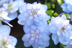 微笑みの紫陽花♪5