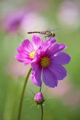 秋桜・鬼怒グリーンパーク♪10