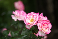 想い出の薔薇♪6
