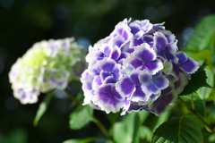 太平山の紫陽花♪20