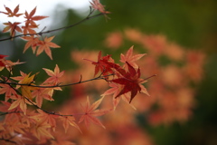 水辺の紅葉♪15