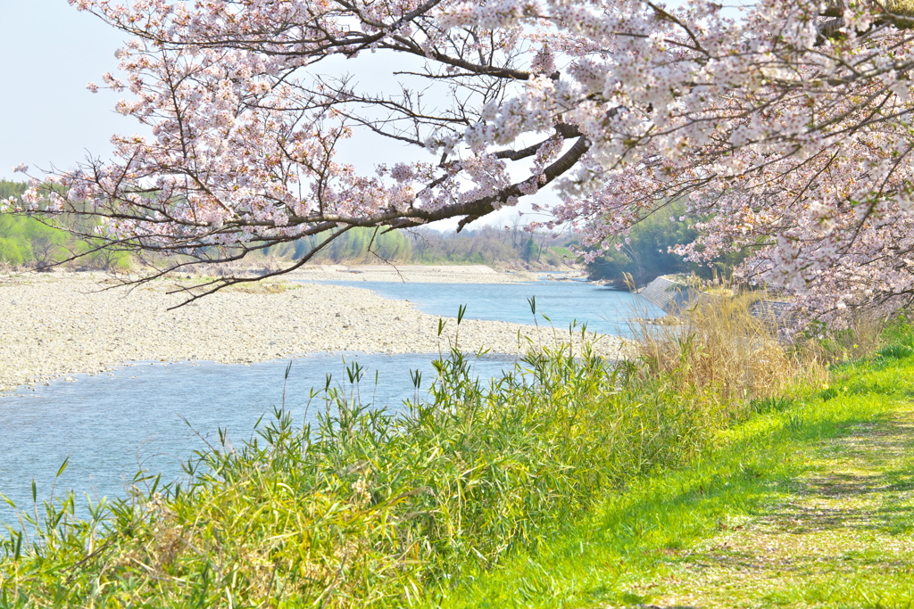 金崎堤の静かな春♪4