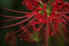 曼珠沙華